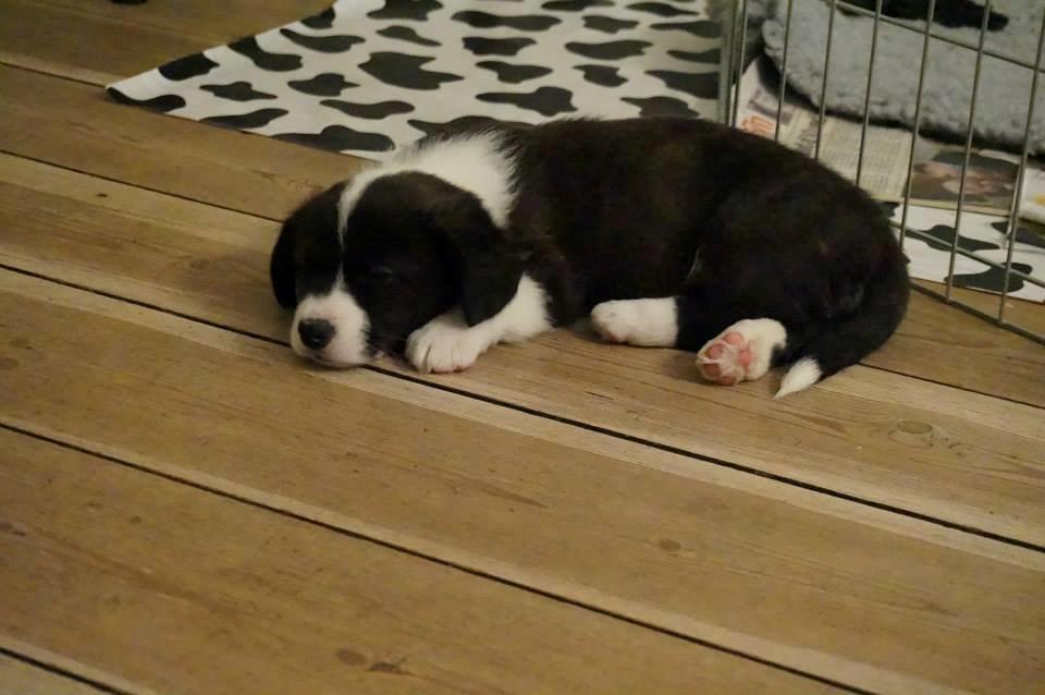 Welsh corgi cardigan Dirch - Dirch 7 uger gammel. billede 2