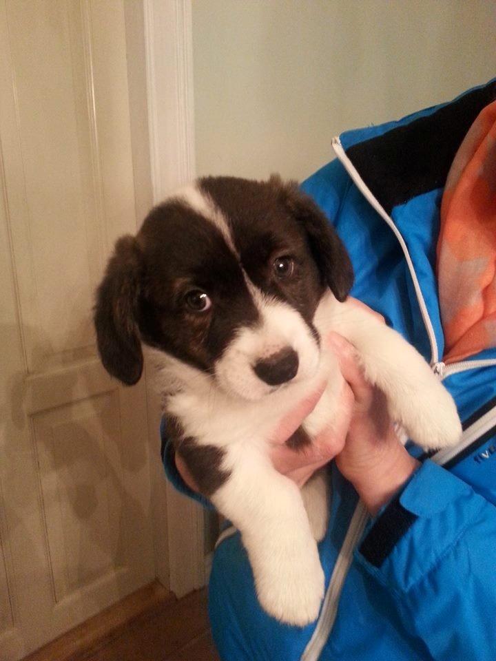 Welsh corgi cardigan Dirch - Dirch 8 uger gammel. billede 3