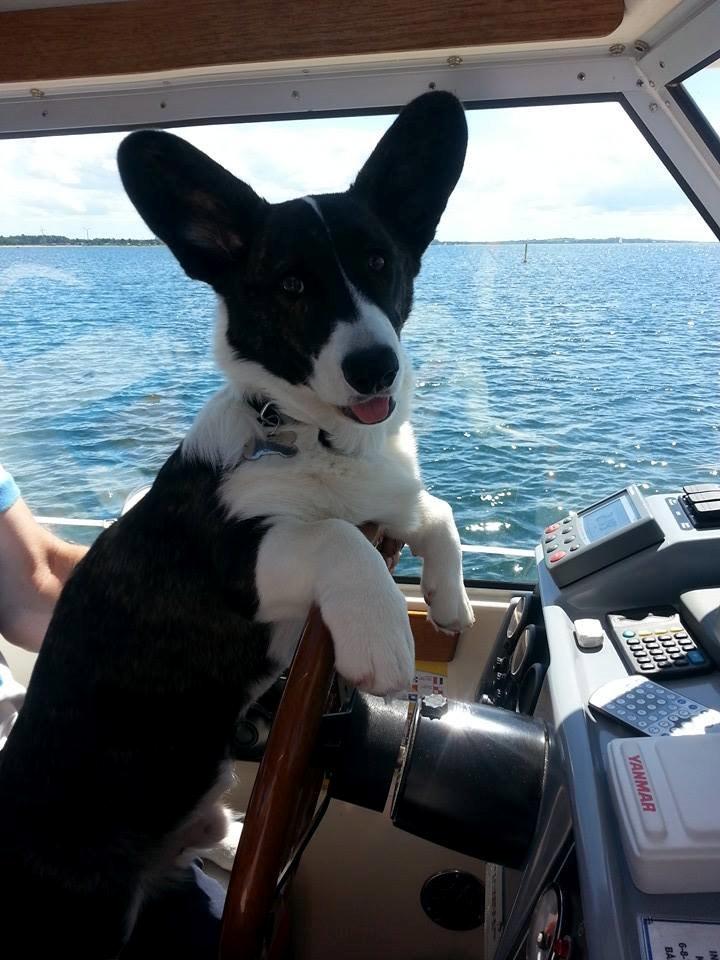 Welsh corgi cardigan Dirch - Dirch 5½  måned gammel. billede 4