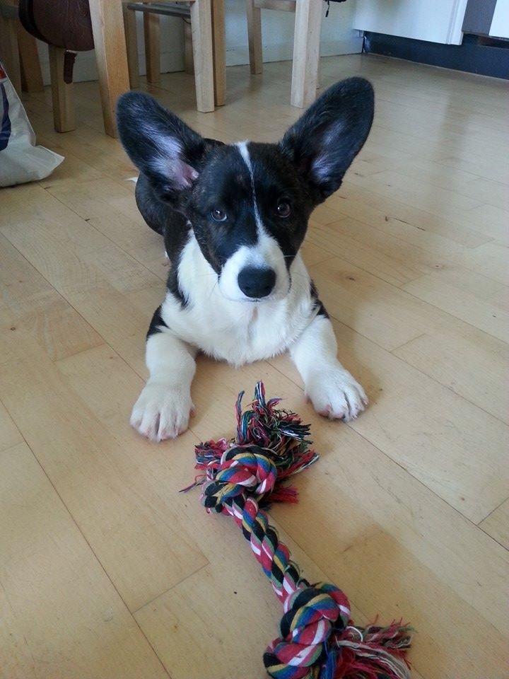 Welsh corgi cardigan Dirch billede 5