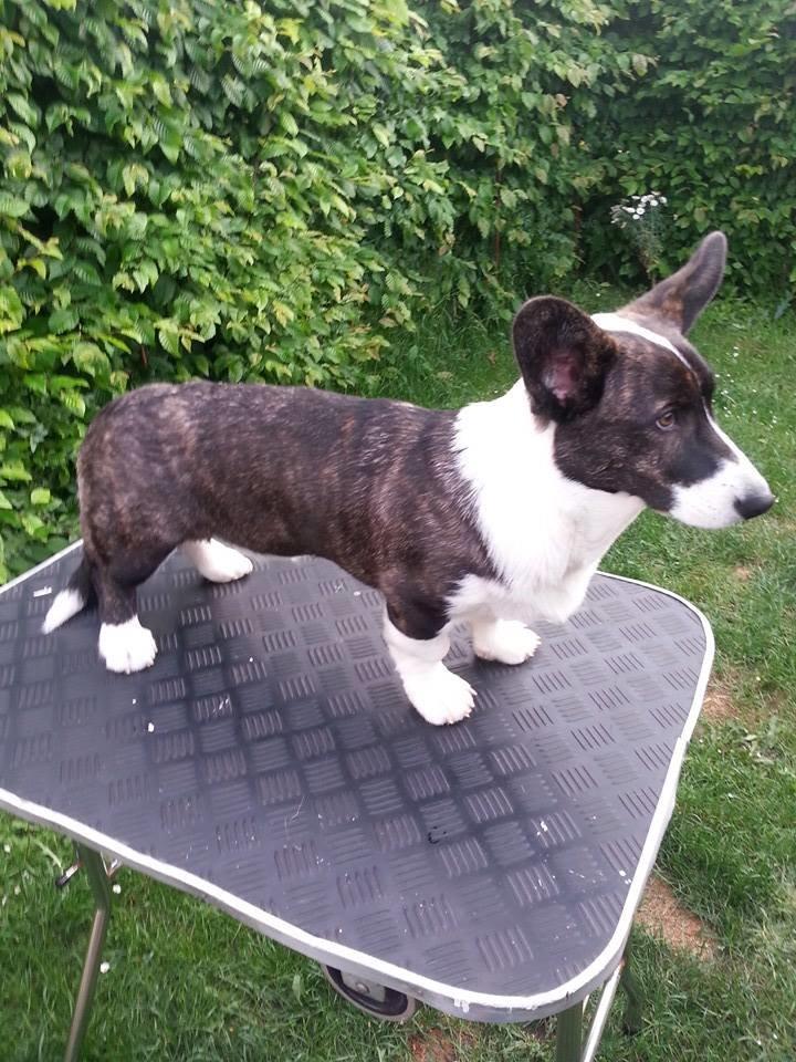 Welsh corgi cardigan Dirch - Der bliver øvet til udstilling. billede 6