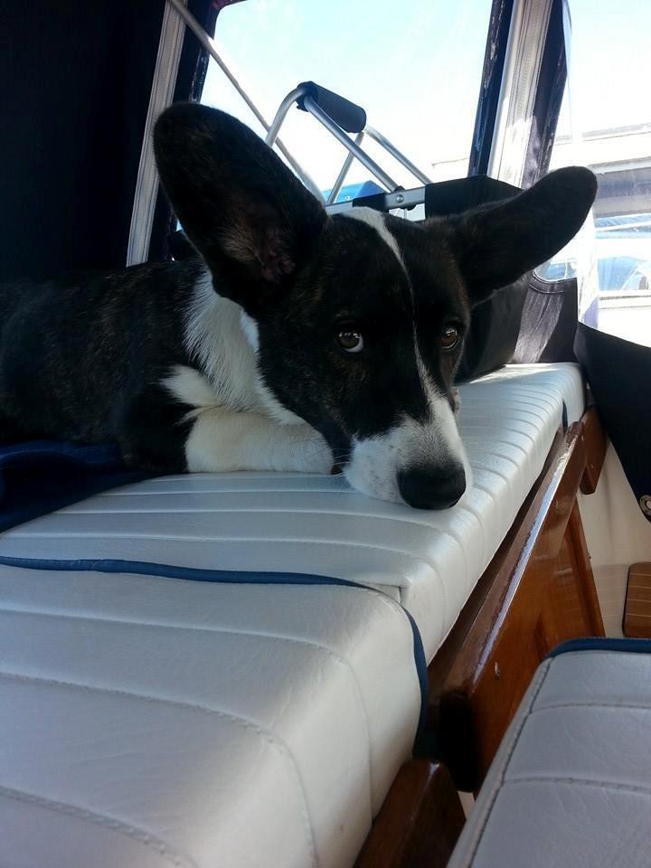 Welsh corgi cardigan Dirch - Det er hårdt at være ude og sejle:) billede 7