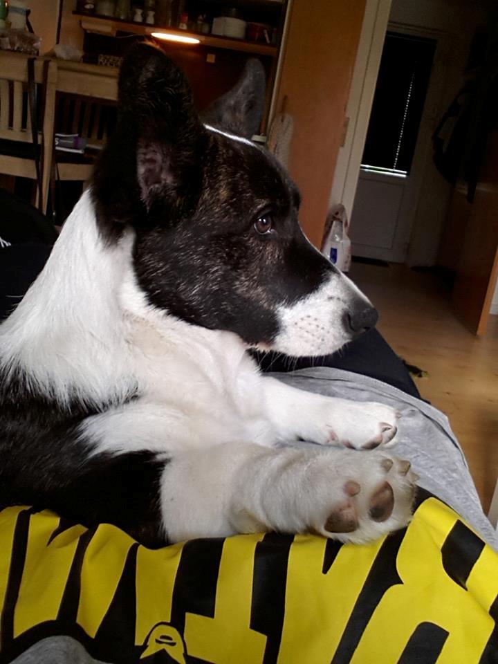 Welsh corgi cardigan Dirch billede 8