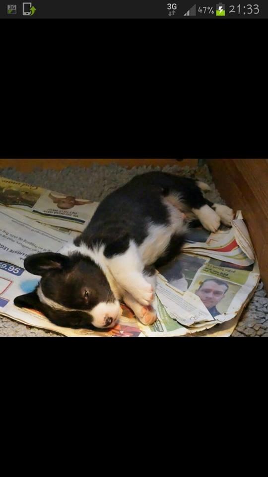 Welsh corgi cardigan Dirch - Dirch 4 uger gammel. billede 9