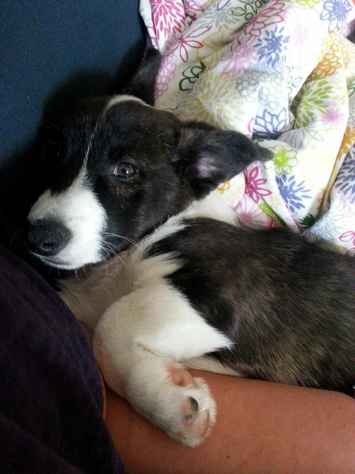 Welsh corgi cardigan Dirch - Putte trold:) billede 10