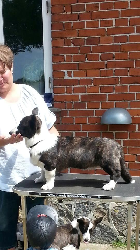 Welsh corgi cardigan Dirch billede 11