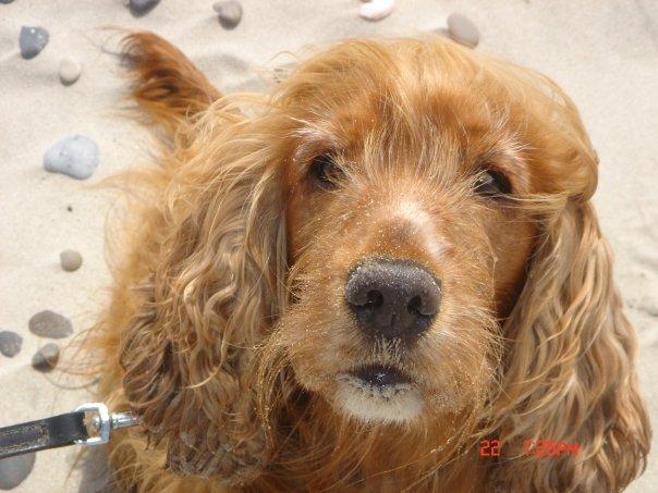 Cocker spaniel Call Me Freja (R.I.P.) billede 1