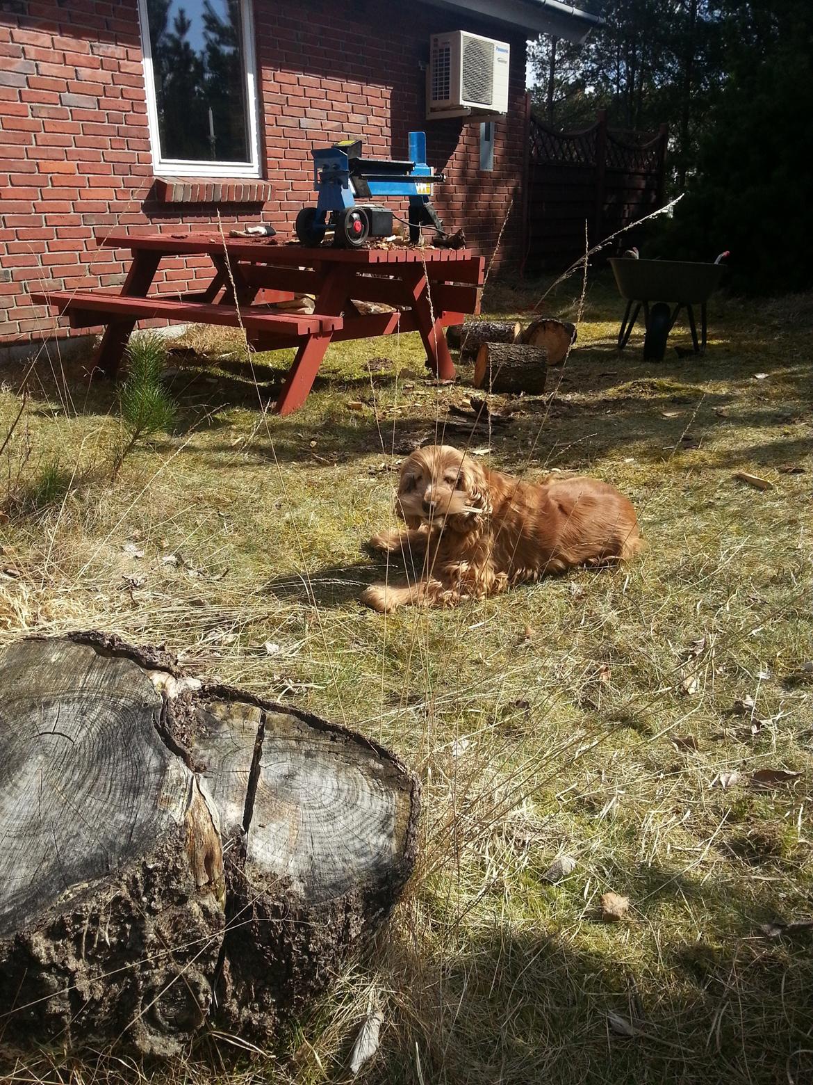 Cocker spaniel Call Me Freja (R.I.P.) billede 2