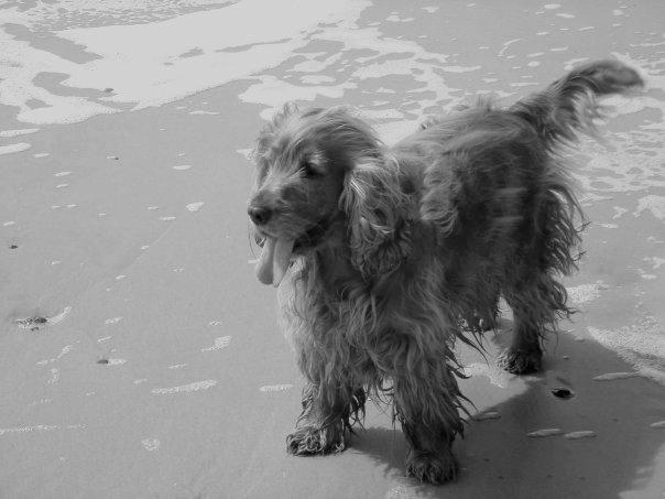 Cocker spaniel Call Me Freja (R.I.P.) billede 3