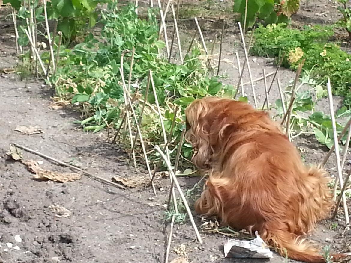 Cocker spaniel Call Me Freja (R.I.P.) billede 4