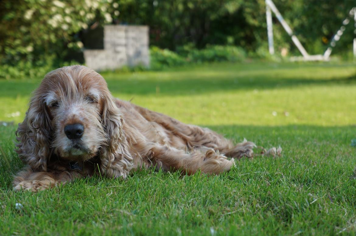 Cocker spaniel Call Me Freja (R.I.P.) billede 5
