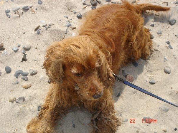 Cocker spaniel Call Me Freja (R.I.P.) billede 6