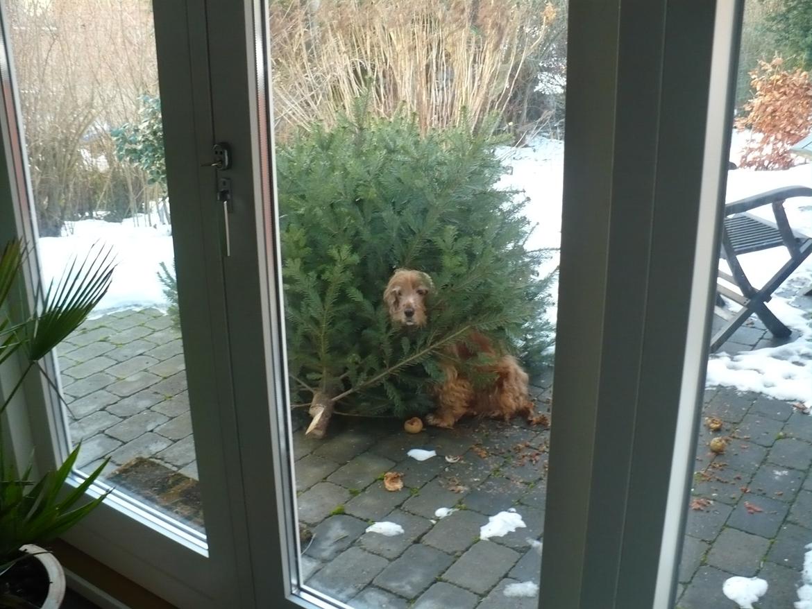 Cocker spaniel Call Me Freja (R.I.P.) billede 7