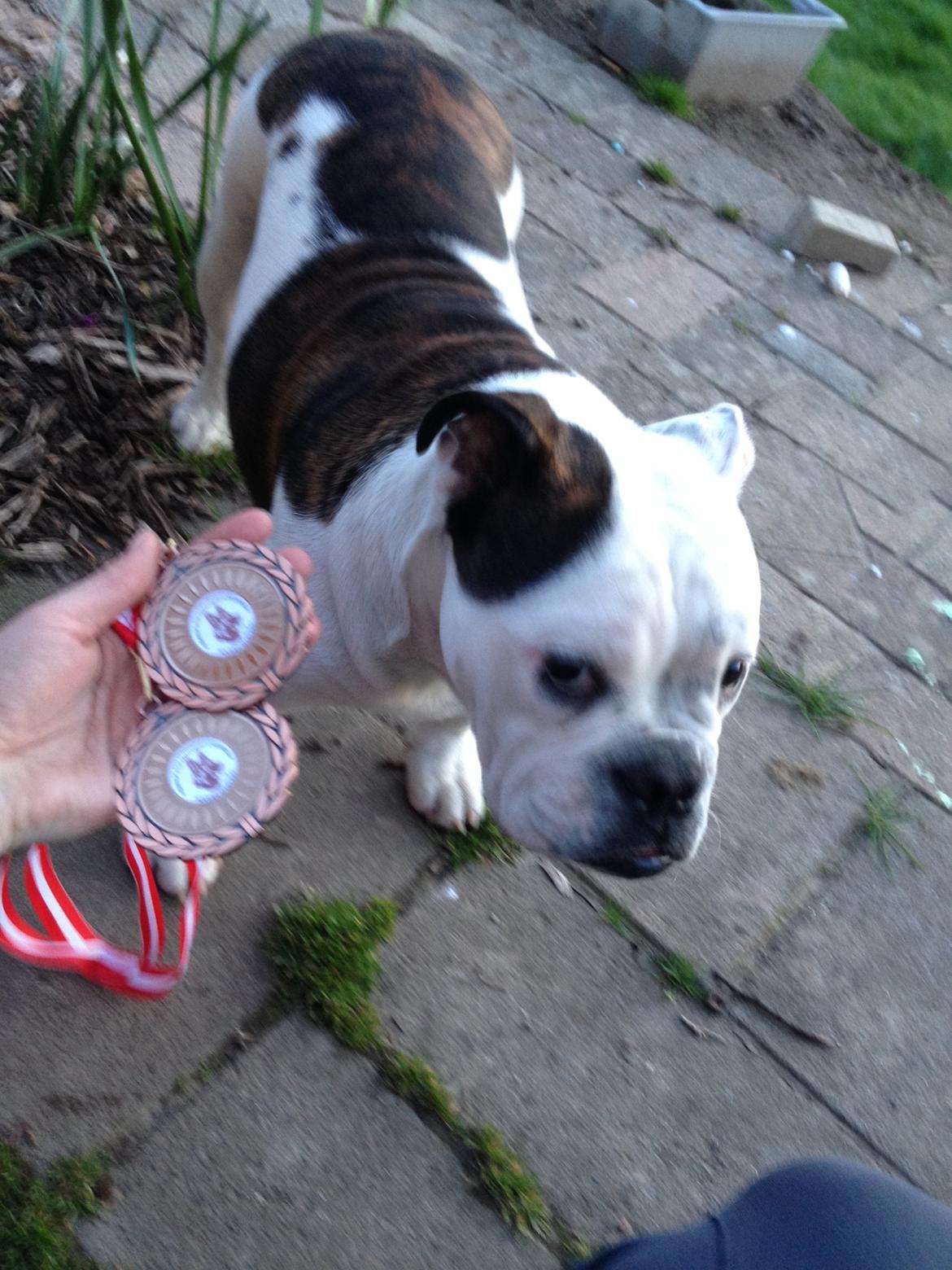 Olde english bulldogge Mischa billede 6