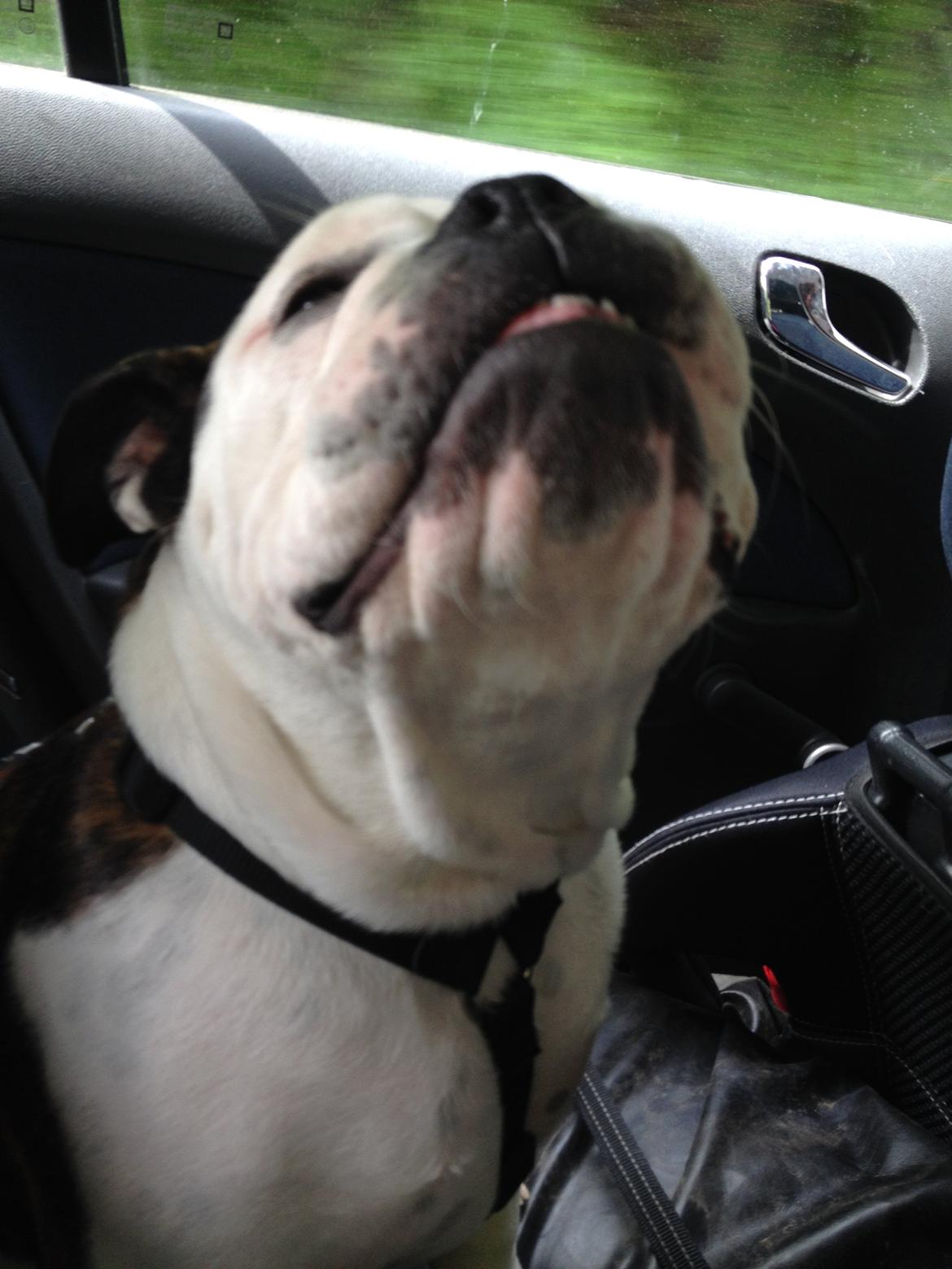 Olde english bulldogge Mischa billede 3