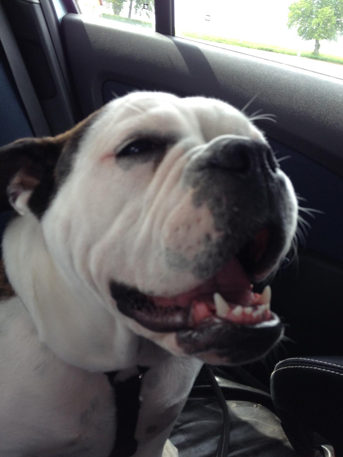 Olde english bulldogge Mischa billede 1