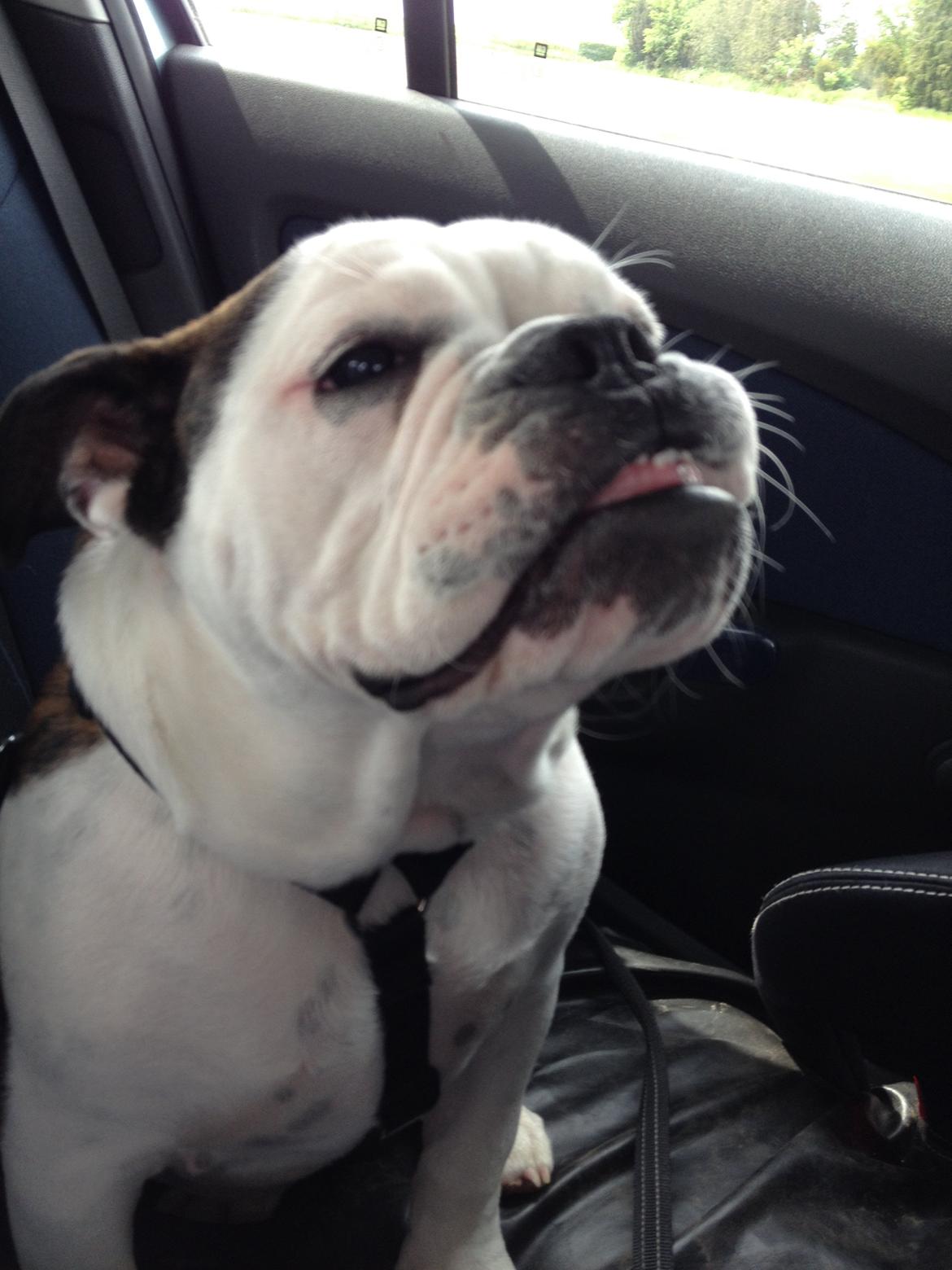 Olde english bulldogge Mischa billede 4