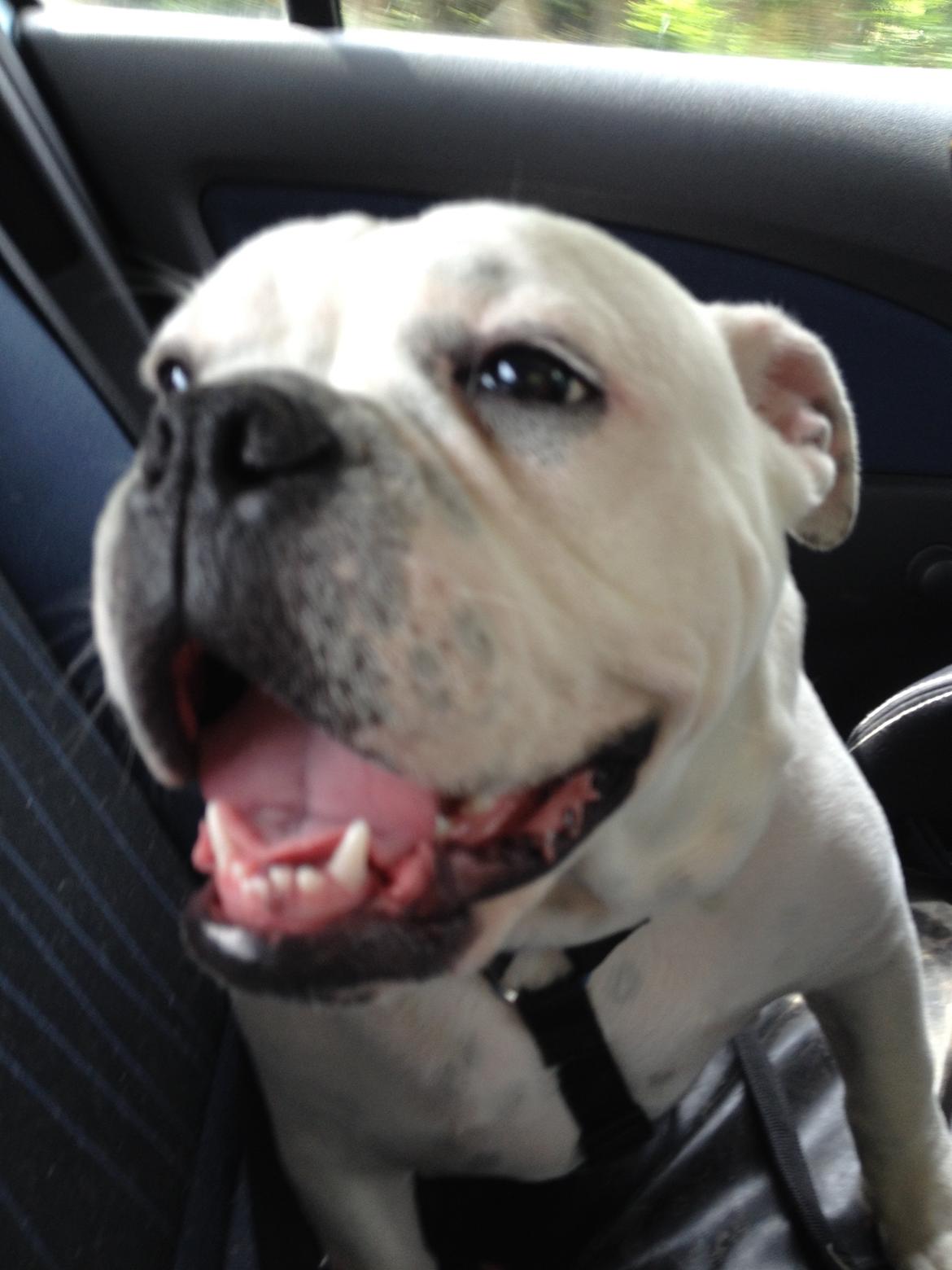 Olde english bulldogge Mischa billede 5