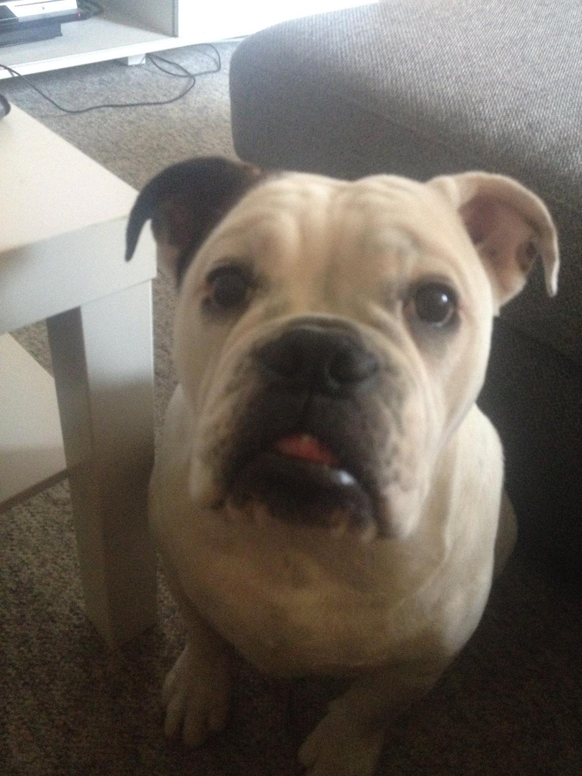 Olde english bulldogge Mischa billede 2