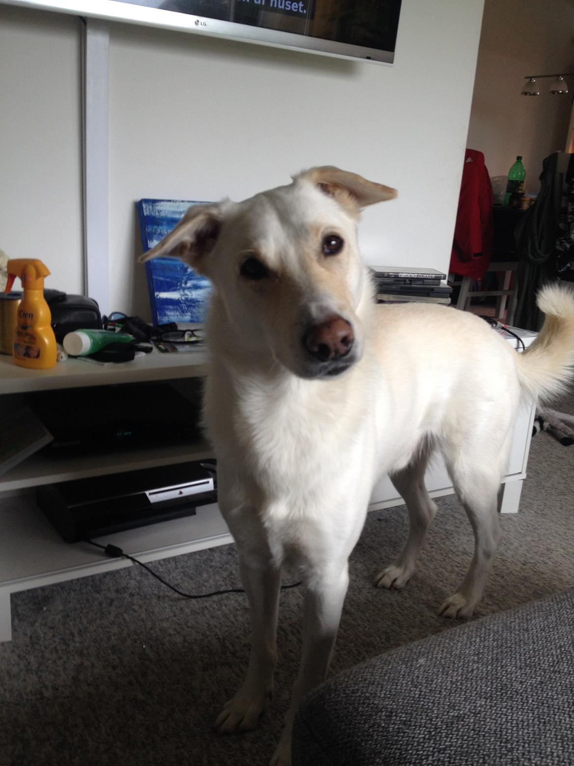 Blanding af racer Nanook billede 1