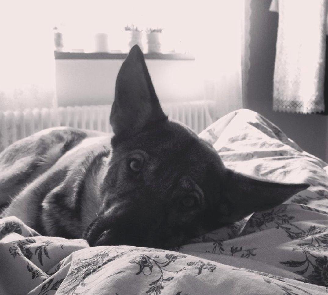 Schæferhund Team Englund`s Cookie billede 5