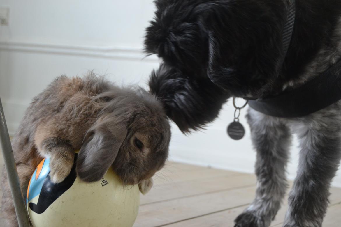 Schapendoes Joe - Bedste venner  billede 22