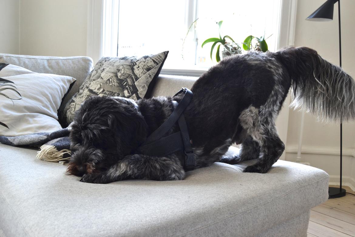 Schapendoes Joe - Sofahund? ♡  billede 21