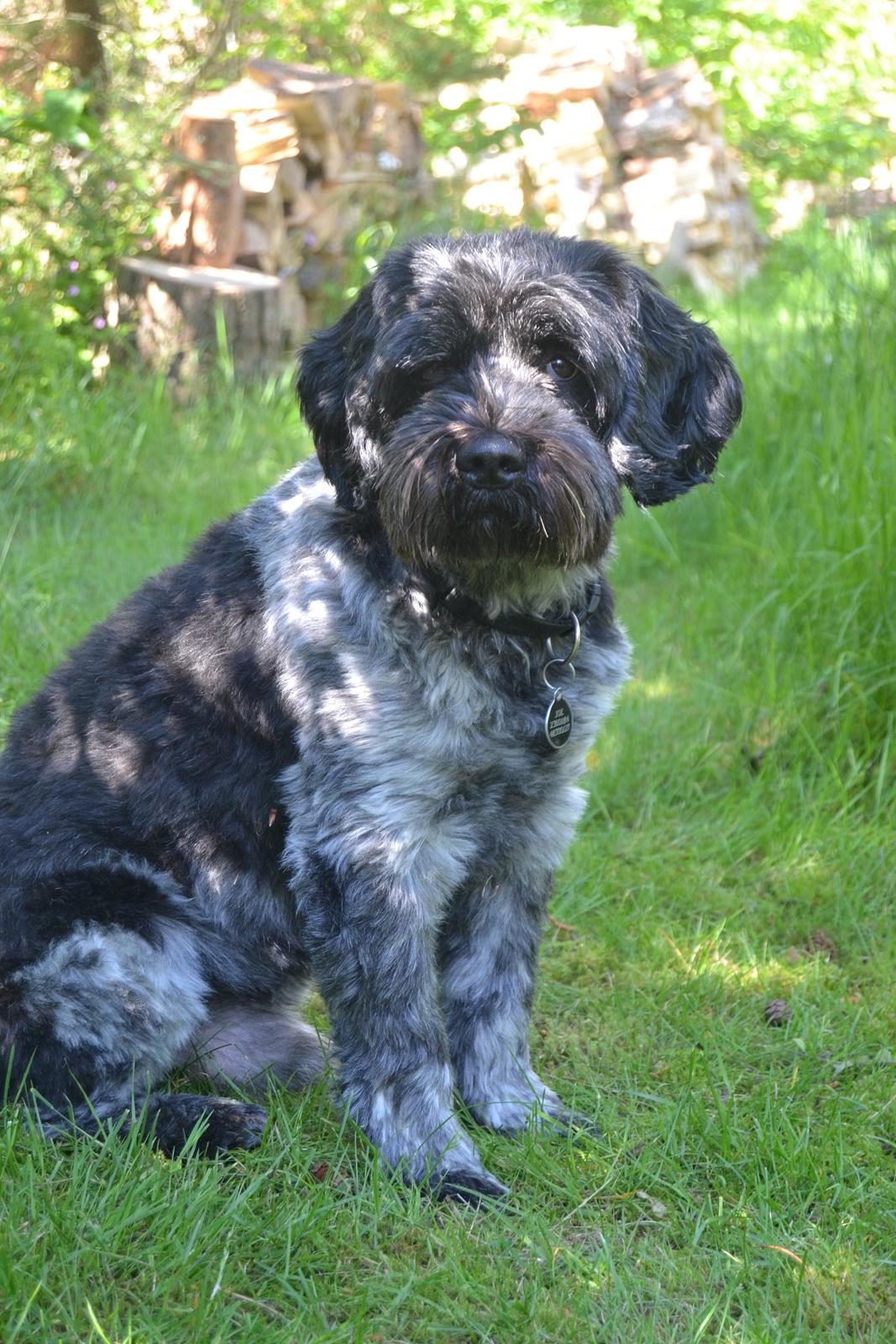 Schapendoes Joe billede 23