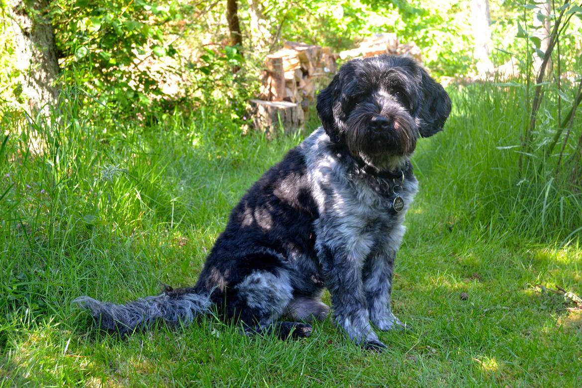 Schapendoes Joe - I sommerlandet ♡  billede 19