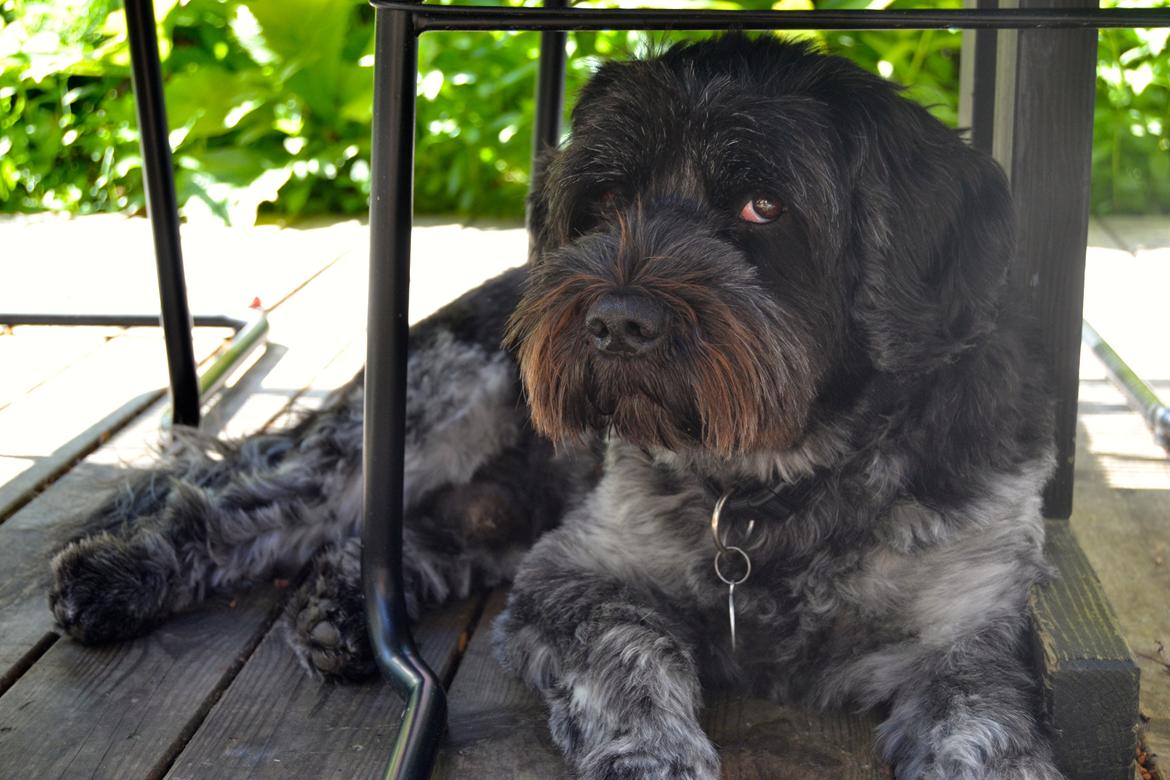 Schapendoes Joe - Flotte fyr ♡  billede 20