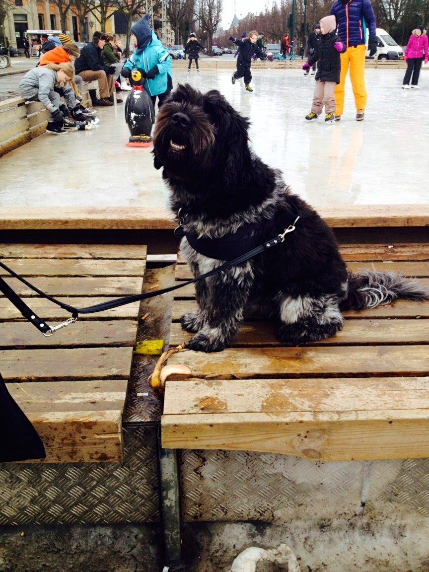 Schapendoes Joe - Smiiiiil ♡ billede 24