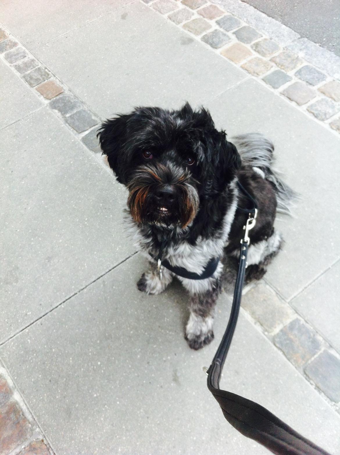 Schapendoes Joe - Min lille ♡  billede 17