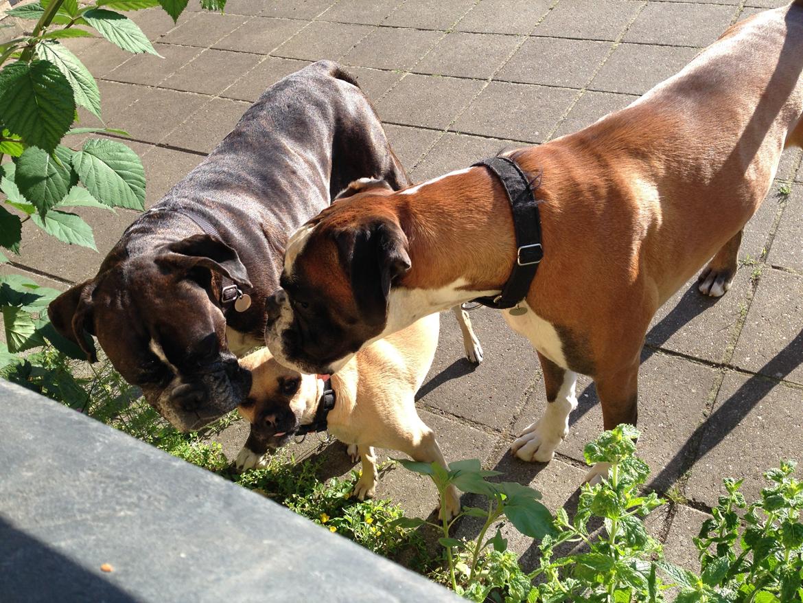 Blanding af racer Buller billede 1