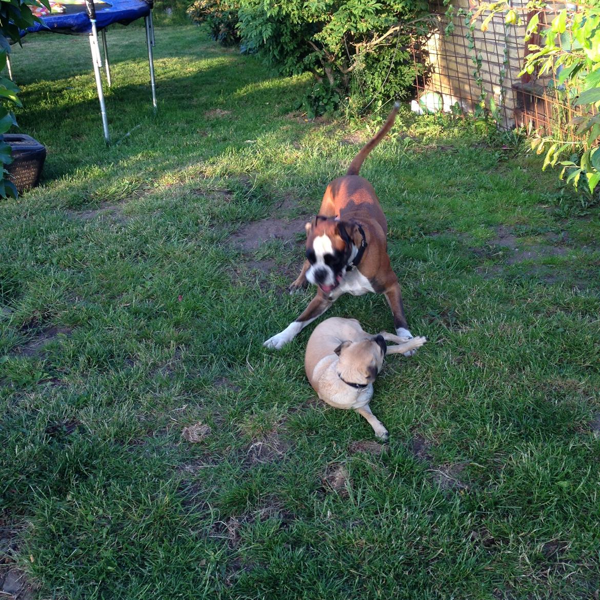 Blanding af racer Buller billede 3