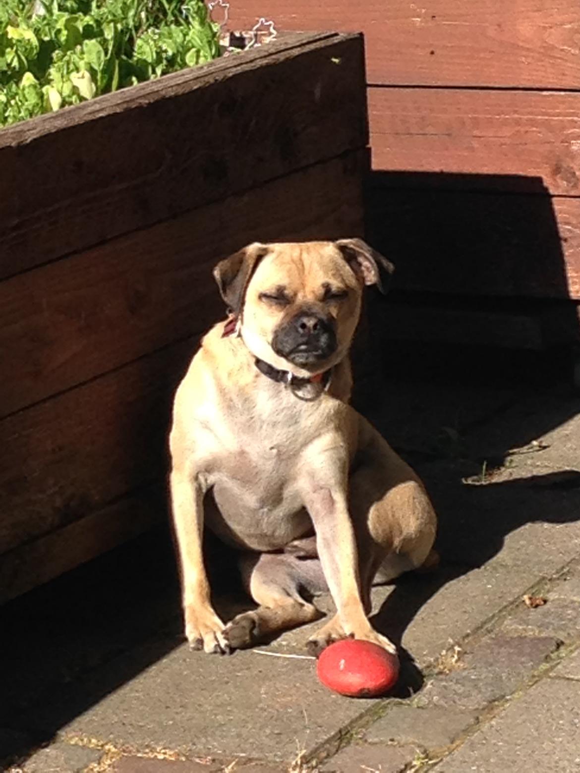 Blanding af racer Buller billede 4