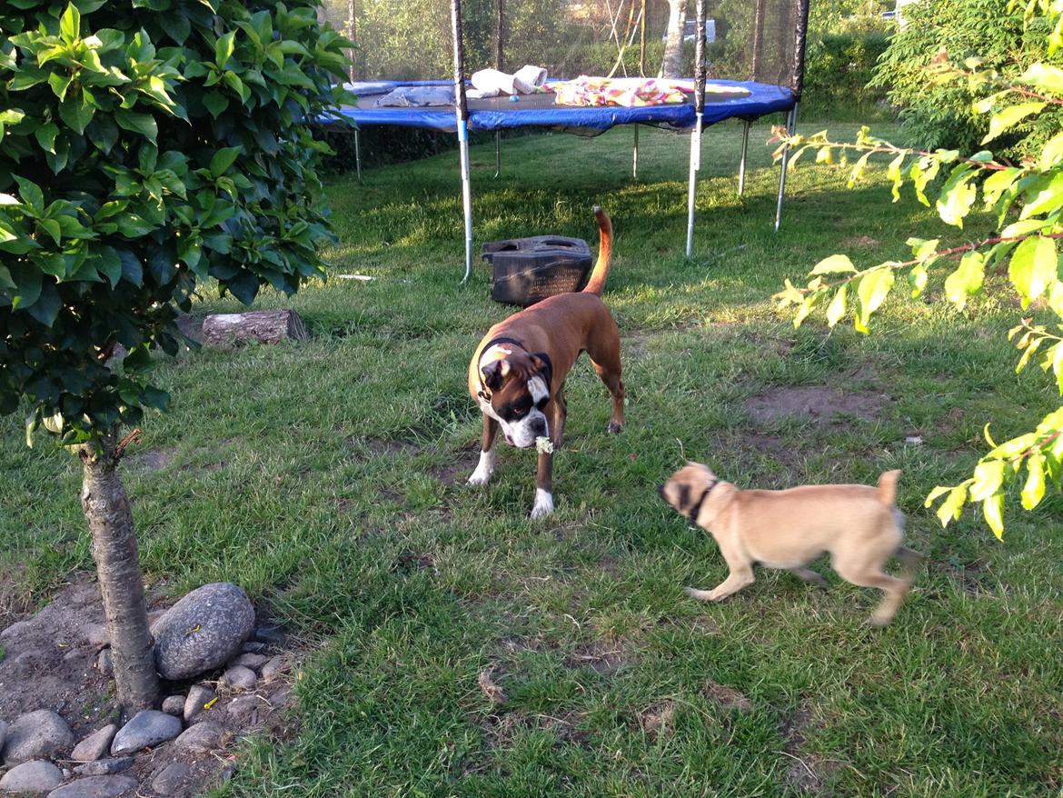 Blanding af racer Buller billede 2