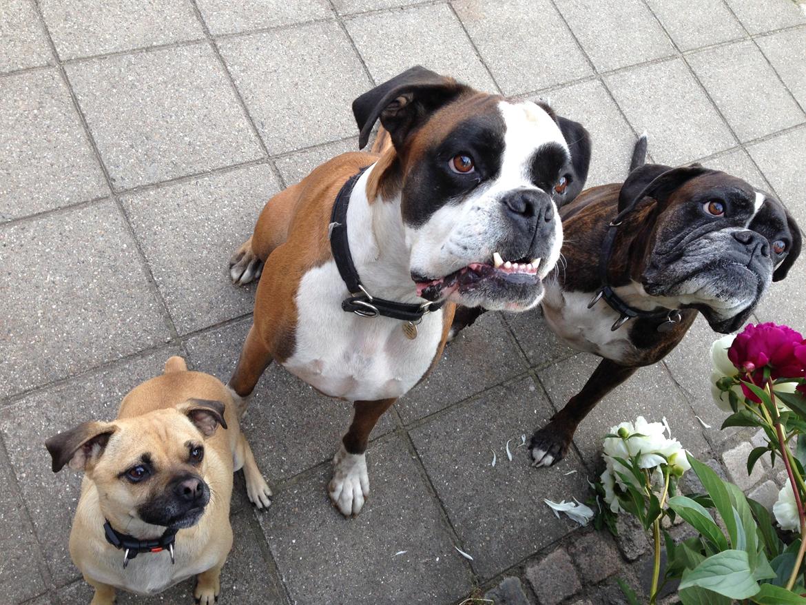 Blanding af racer Buller billede 5