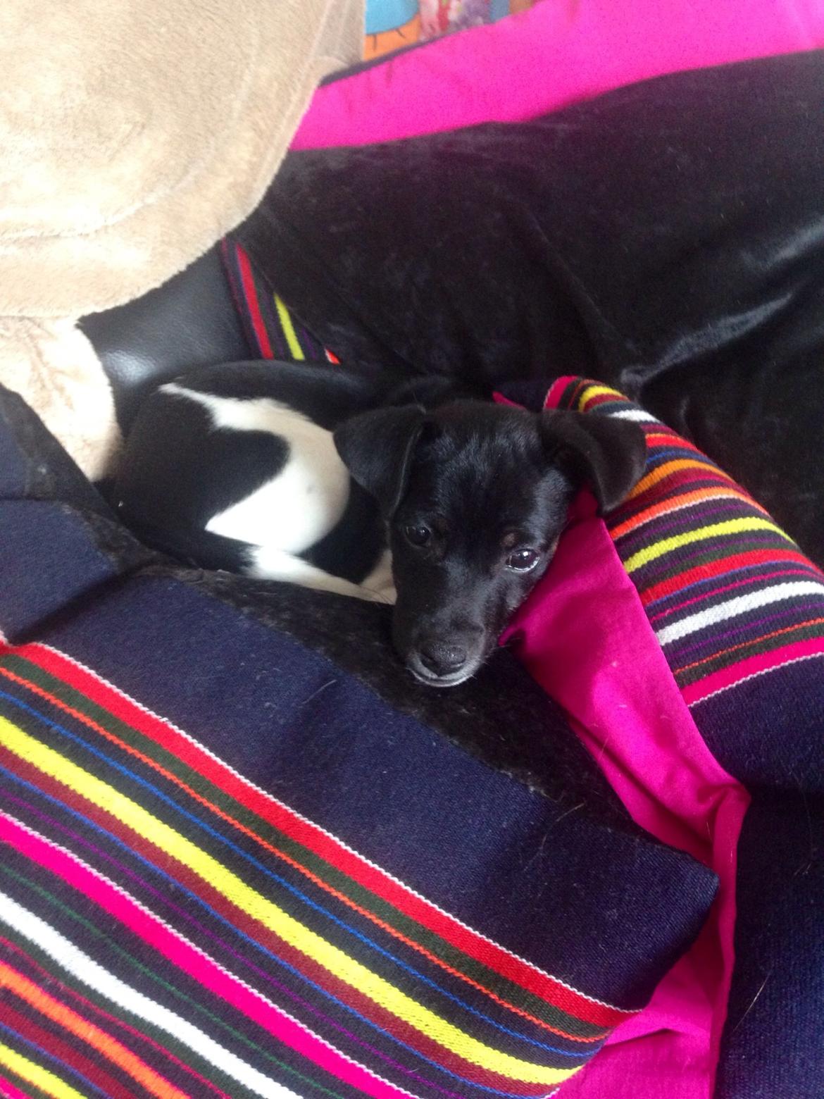 Blanding af racer La Chica - En lille baby billede 6