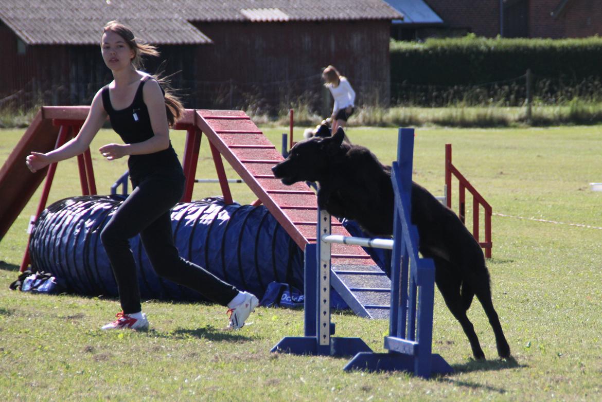 Blanding af racer Balto - Fakse sommeren 2014 billede 35