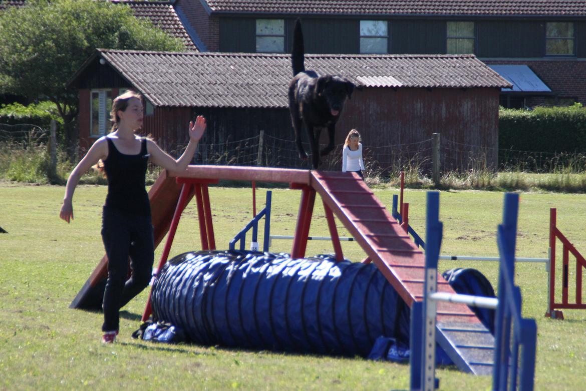 Blanding af racer Balto - Til konkurrence i Fakse 2014 :) billede 34