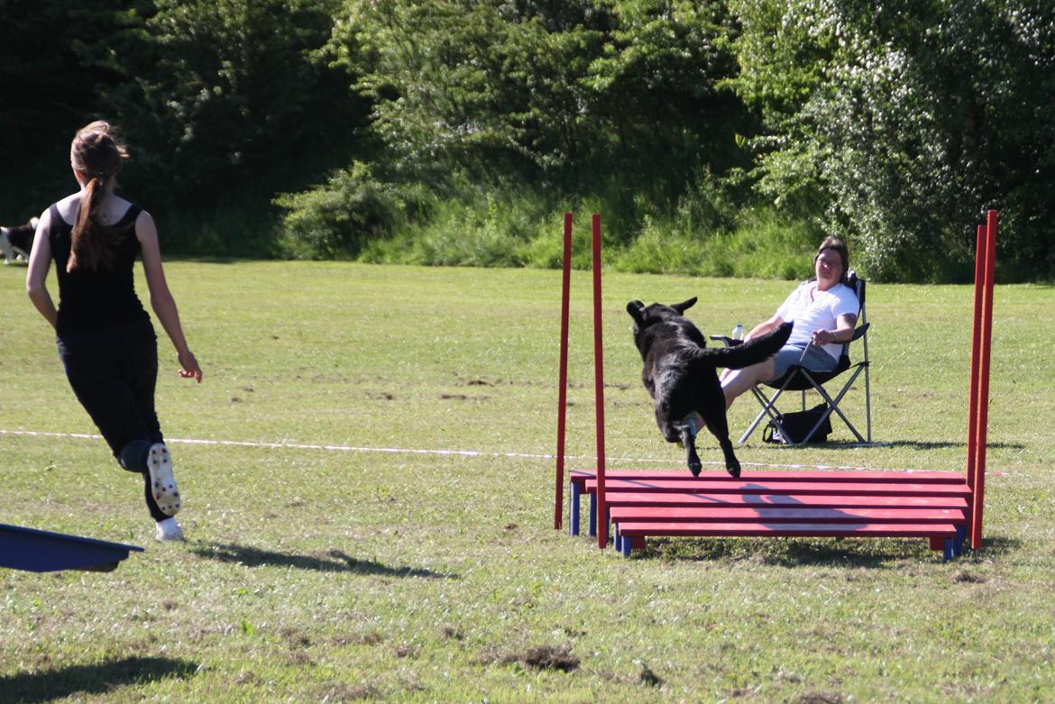 Blanding af racer Balto - Fakse sommeren 2014 billede 10