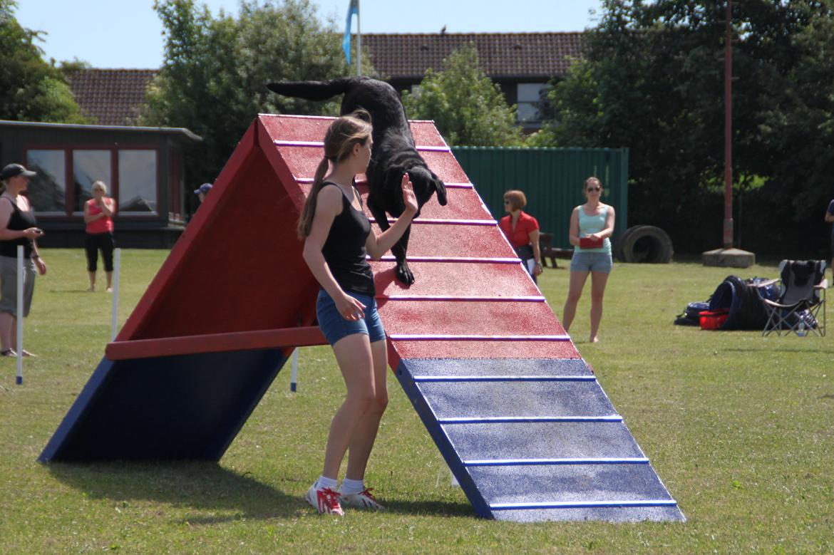 Blanding af racer Balto - Fakse sommeren 2014 billede 36