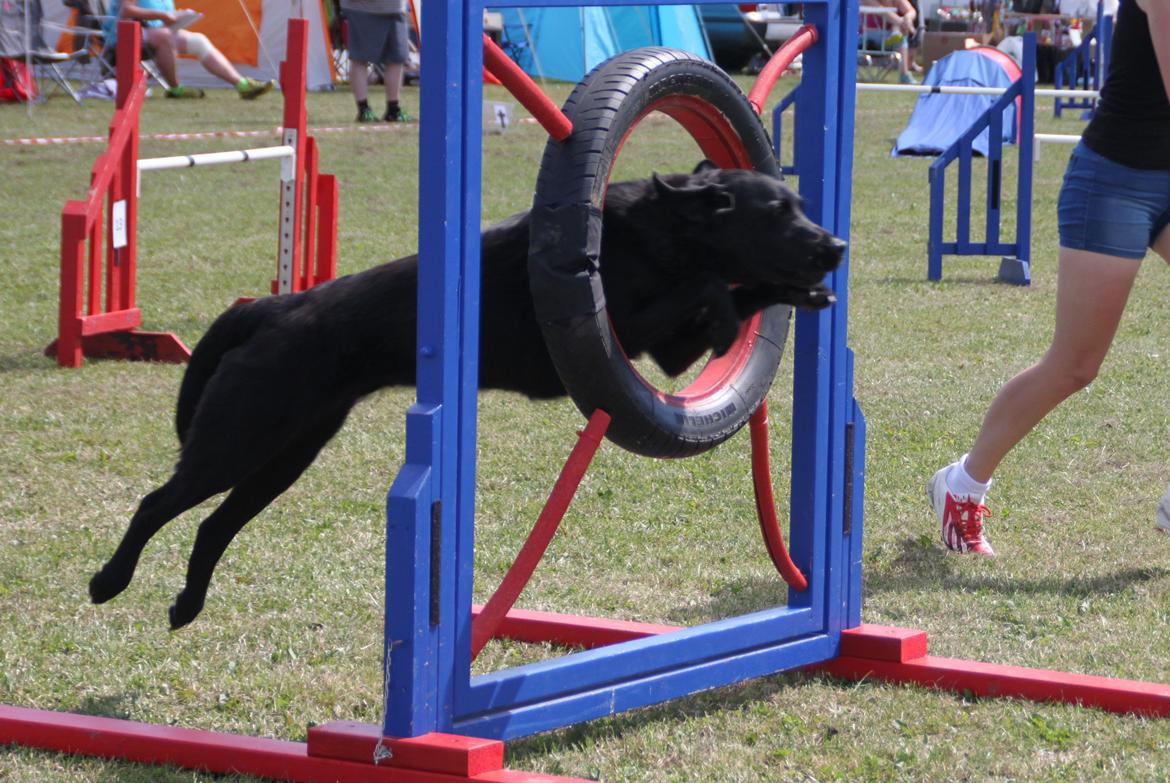 Blanding af racer Balto - Fakse sommeren 2014 billede 1