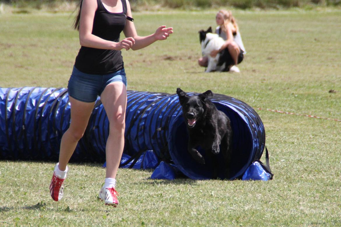 Blanding af racer Balto - Fakse sommeren 2014 billede 37