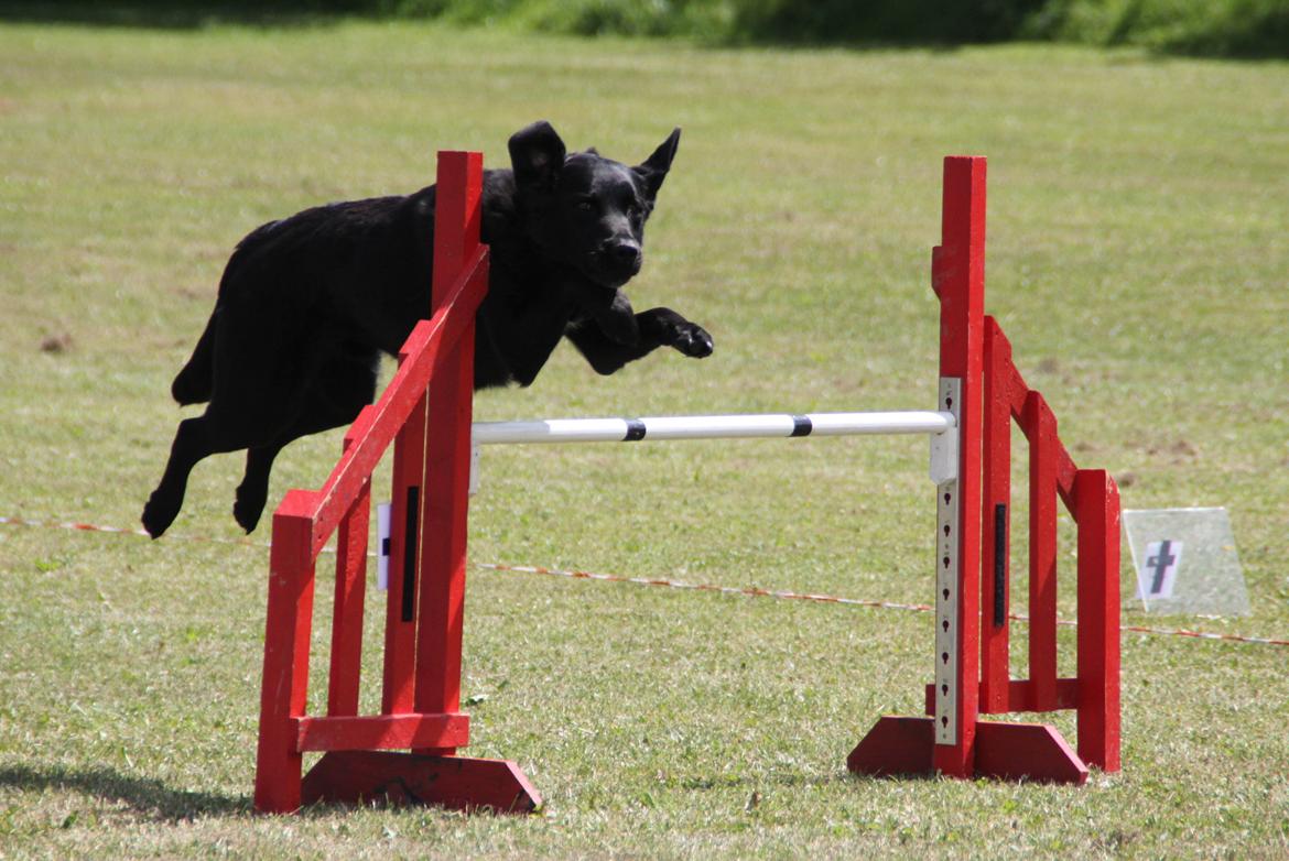 Blanding af racer Balto - Fakse sommeren 2014 billede 9