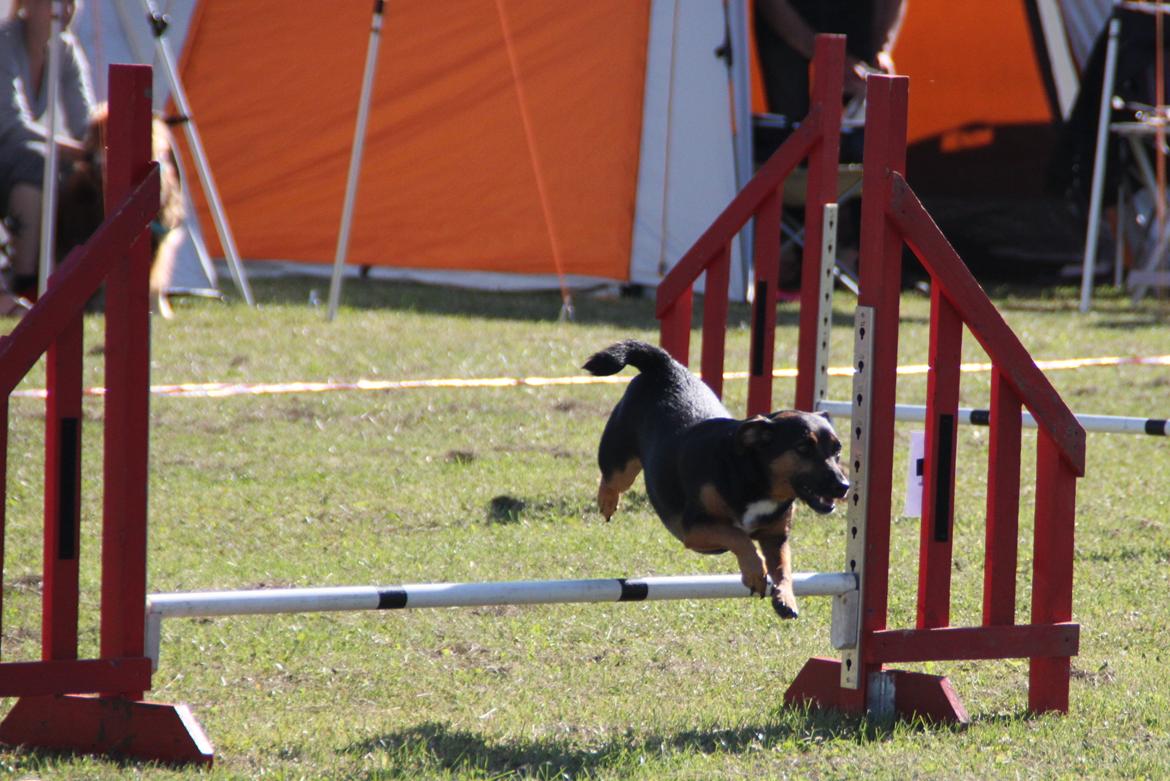 Jack russell terrier blanding Ingolf (Snold) - Agilitykonkurrence i Fakse sommeren 2014  billede 10