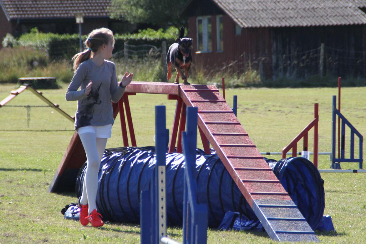 Jack russell terrier blanding Ingolf (Snold) - Agilitykonkurrence i Fakse sommeren 2014 (15. juni) billede 9