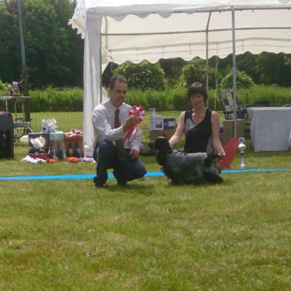 Cocker spaniel Diana - himmelhund billede 26