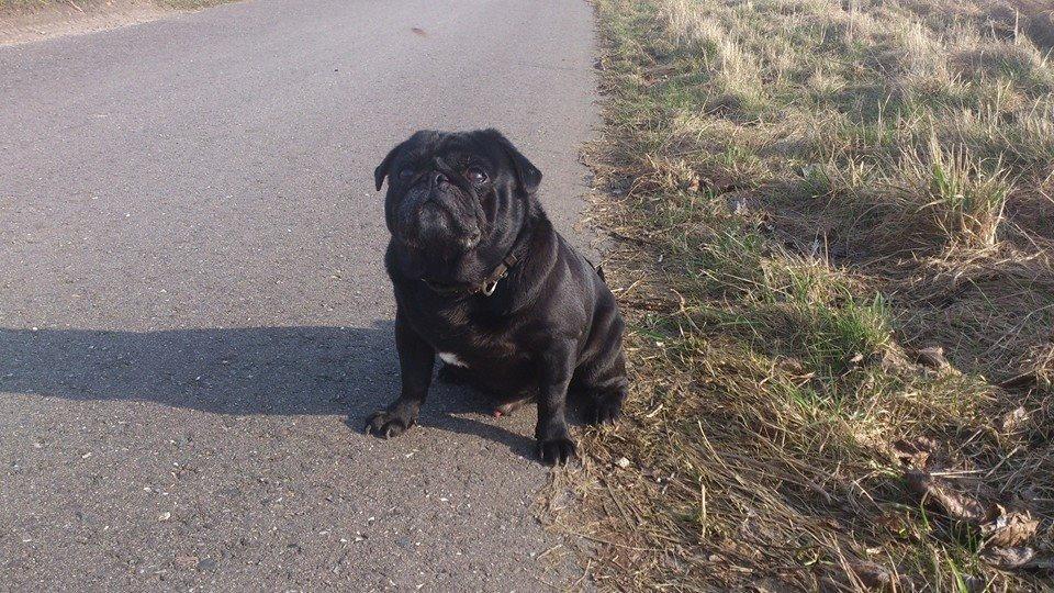 Mops Chitto billede 2