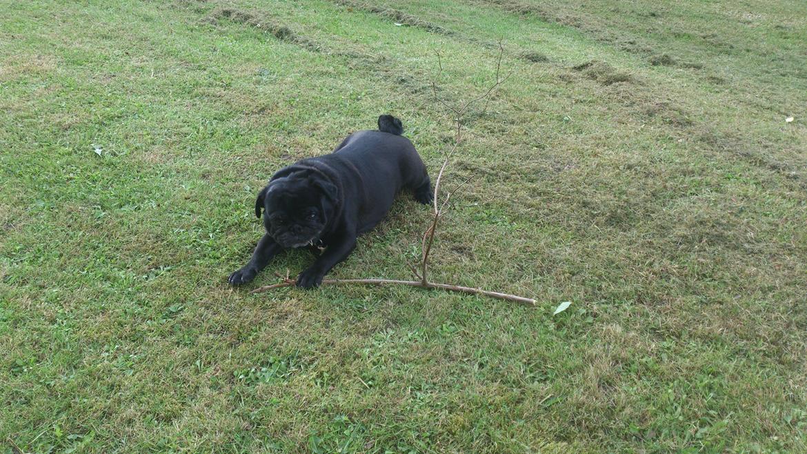 Mops Chitto billede 6